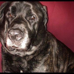 Meet your Posher, Abbie